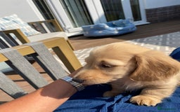 Miniature Dachshund dogs for sale: English Cream Mini Long Haired Dachshund  - Image 19