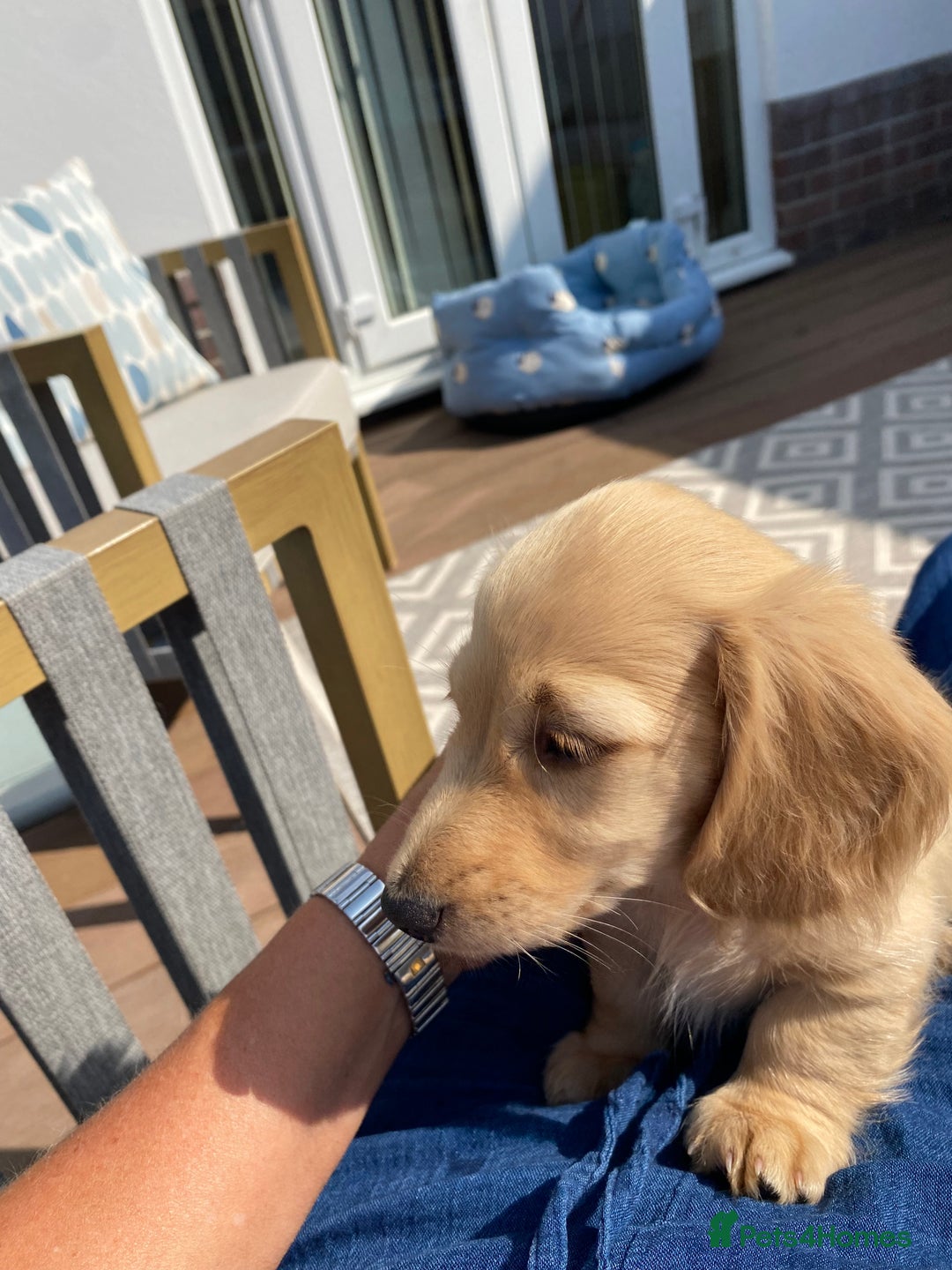 Miniature Dachshund dogs for sale: English Cream Mini Long Haired Dachshund  - Image 19
