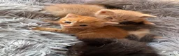 Mixed Breed cats for sale: Kittens for sale - Advert 20