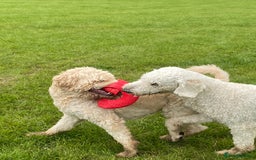 Goldendoodle dogs for stud: Multigenerational Goldendoodle for Stud  - Image 5