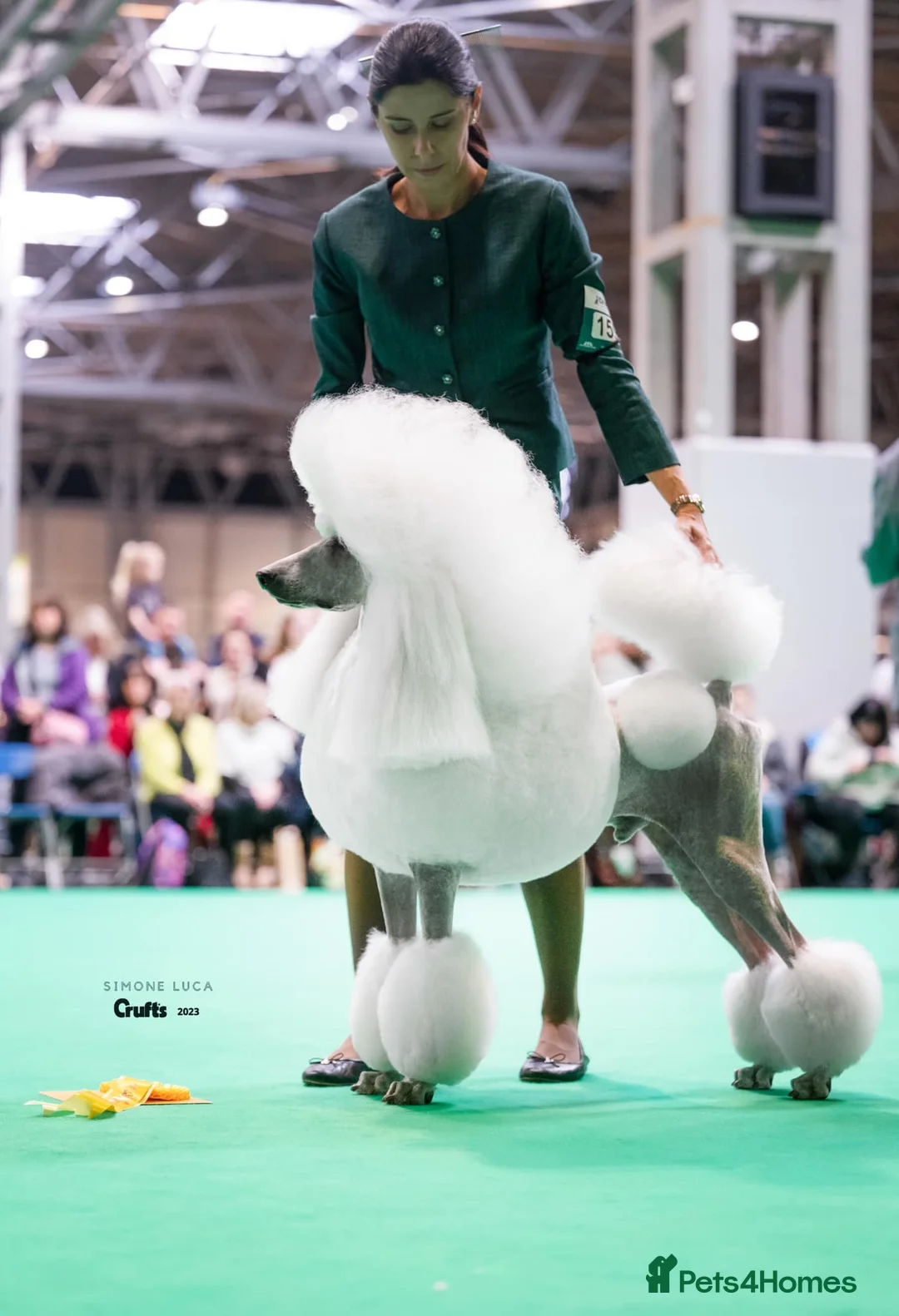 Standard Poodle dogs for sale: standard poodle pups - Advert 7