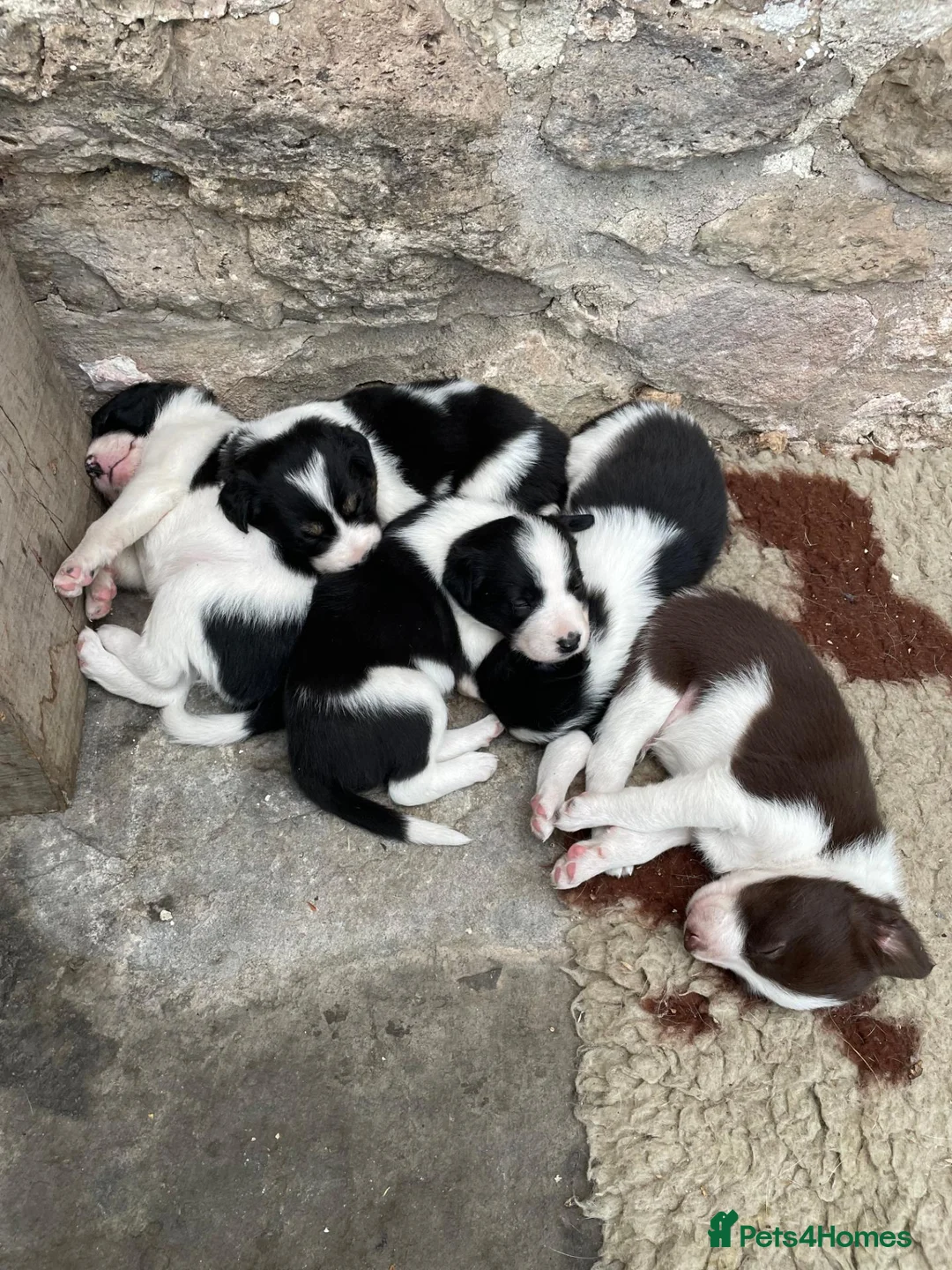 Border Collie dogs for sale: 4 Border Collie Puppies (2m/2f) in Dorchester - Advert 2