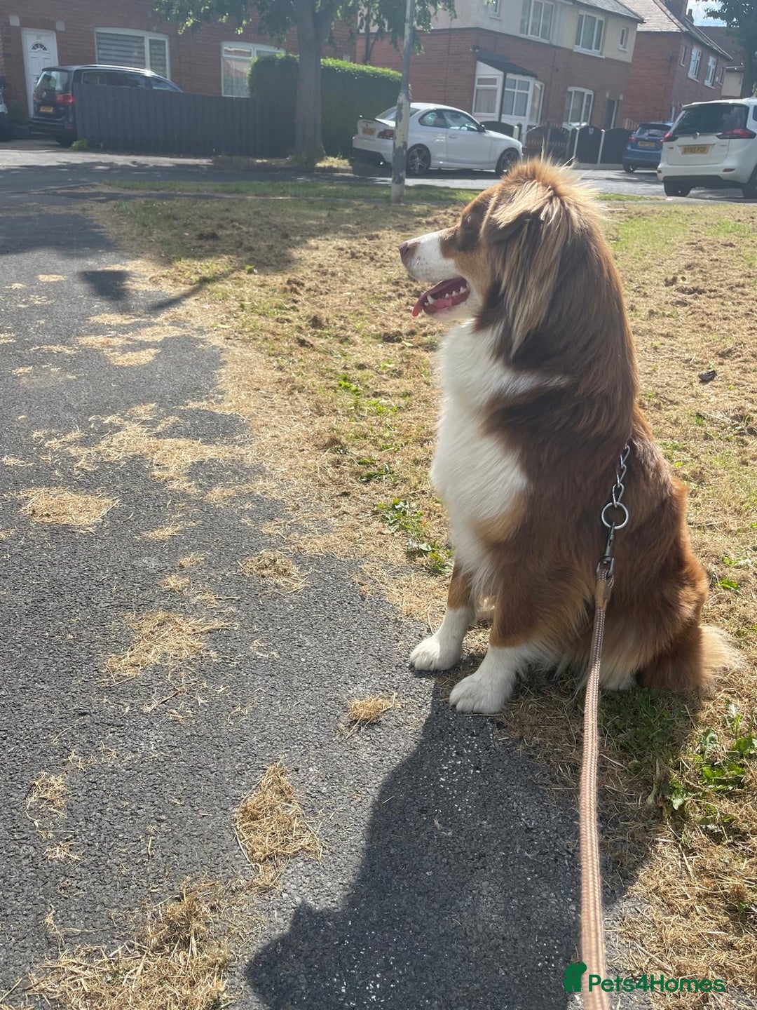 Australian Shepherd dogs for sale: Beautiful Australian Shepherd KC registration🥰 - Image 24