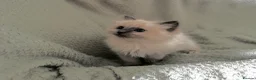 Ragdoll cats for sale: Beautiful pure ragdolls  - Advert 31
