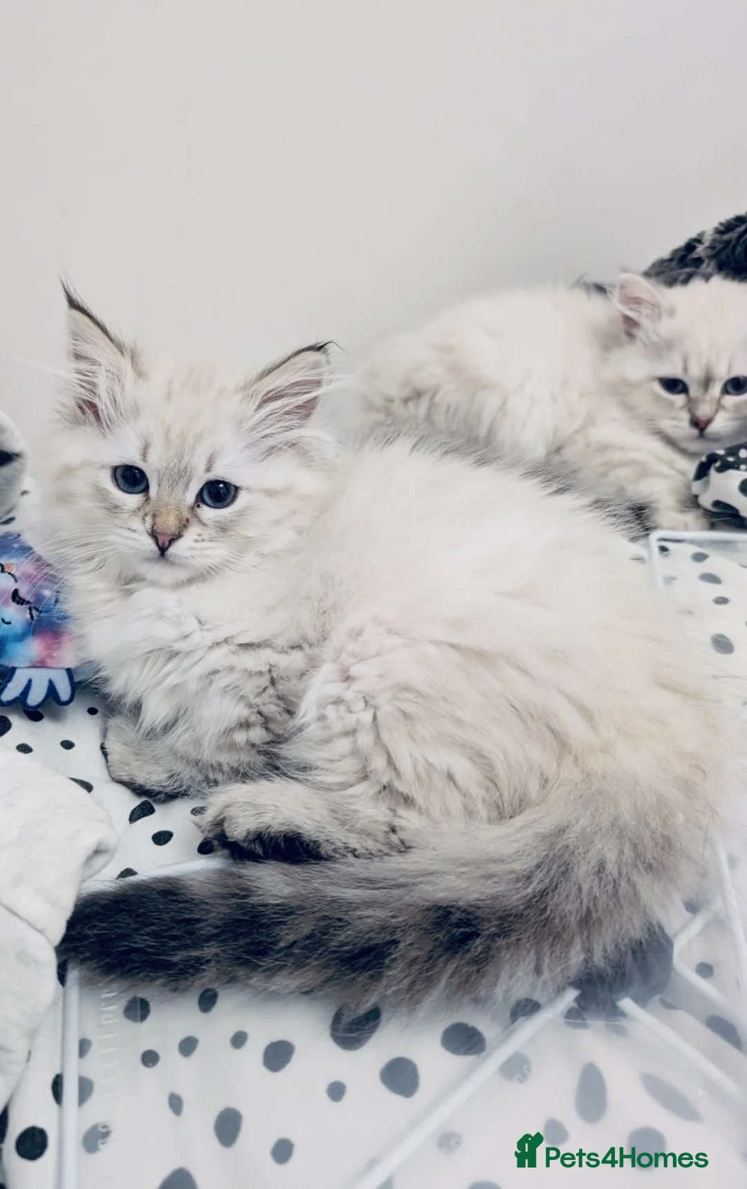 Siberian cats for sale: Stunning Pure Siberian Kittens- Hypoallergenic - Advert 2