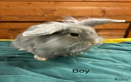 Mini Lion Lop rabbits for sale: Stunning mini lion lops - Image 3