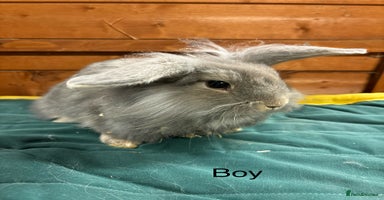 Mini Lion Lop rabbits - Advert 3