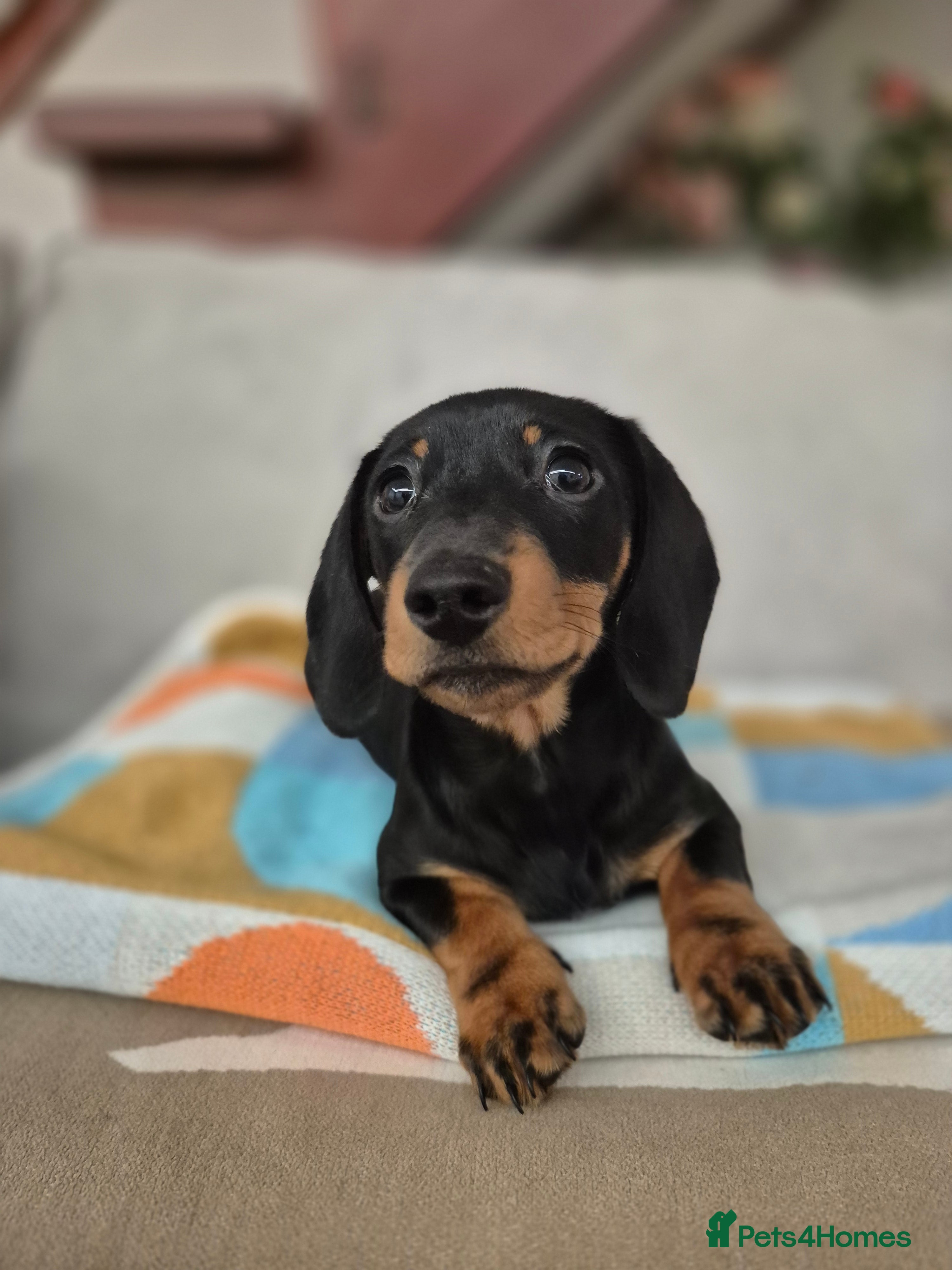 Dachshund dogs 💙 Miniature Dachshund Boy!💙 - Advert 18