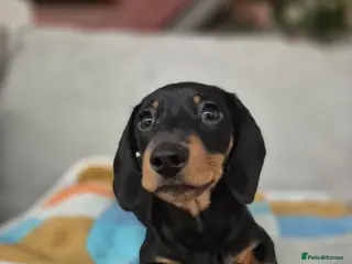 Dachshund dogs 💙 Miniature Dachshund Boy!💙 - Advert 18