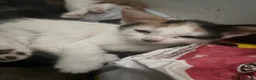 Mixed Breed cats for sale: Beautiful Kittens for Sale - Advert 10