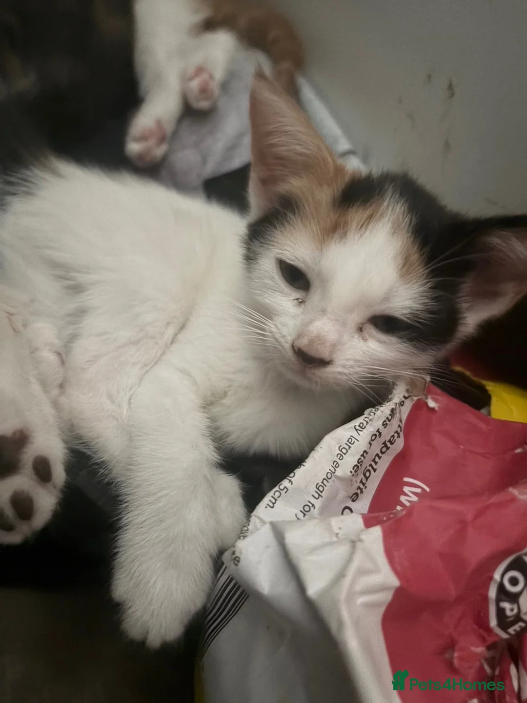 Mixed Breed cats for sale: Beautiful Kittens for Sale - Advert 10