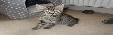 1 kitten