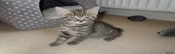 British Shorthair cats for sale: Kittens looking for loving homes, 3 striped girls. in Leicester - Advert 3