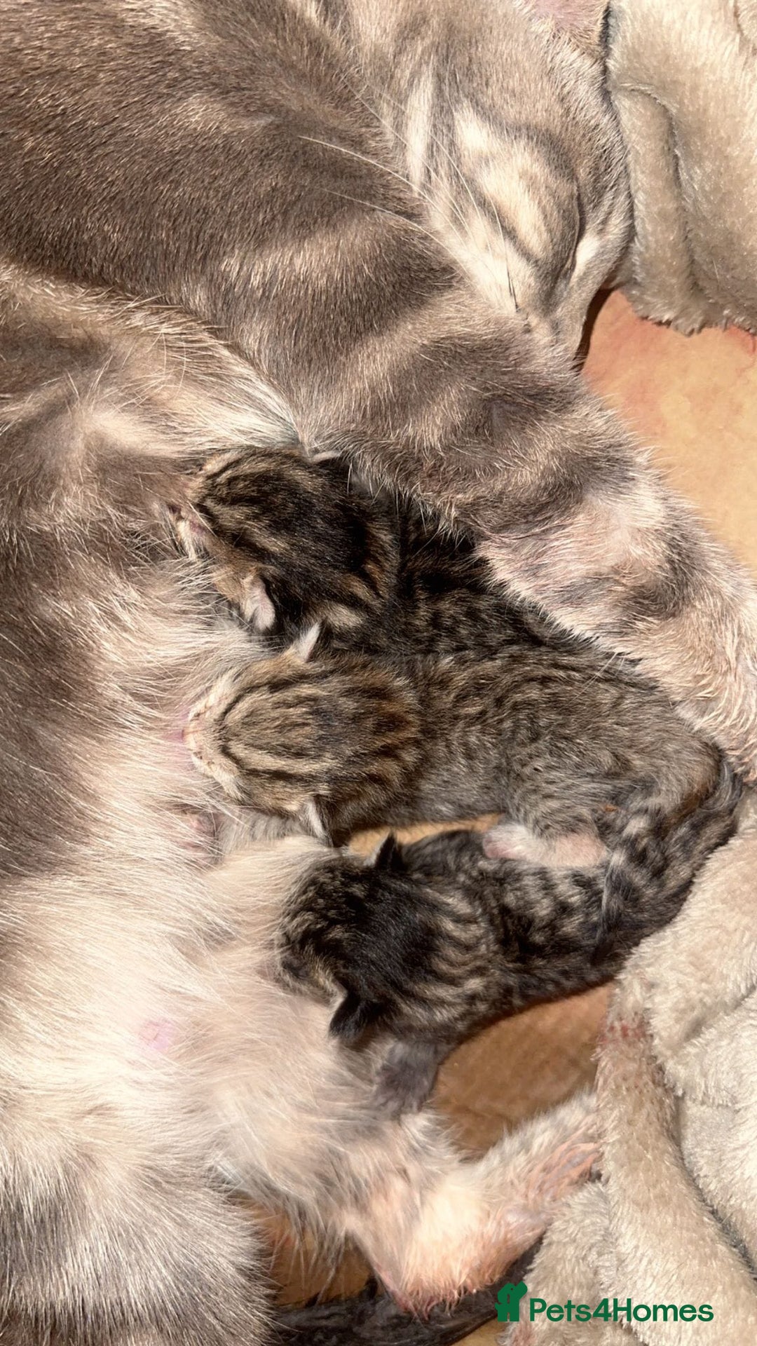 Mixed Breed cats for sale: British Blue Tabby X DSH Kittens For Sale - Image 11