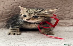 Domestic Shorthair cats for sale: Adorable Kittens Looking for a Loving Home 🐾 - Image 6