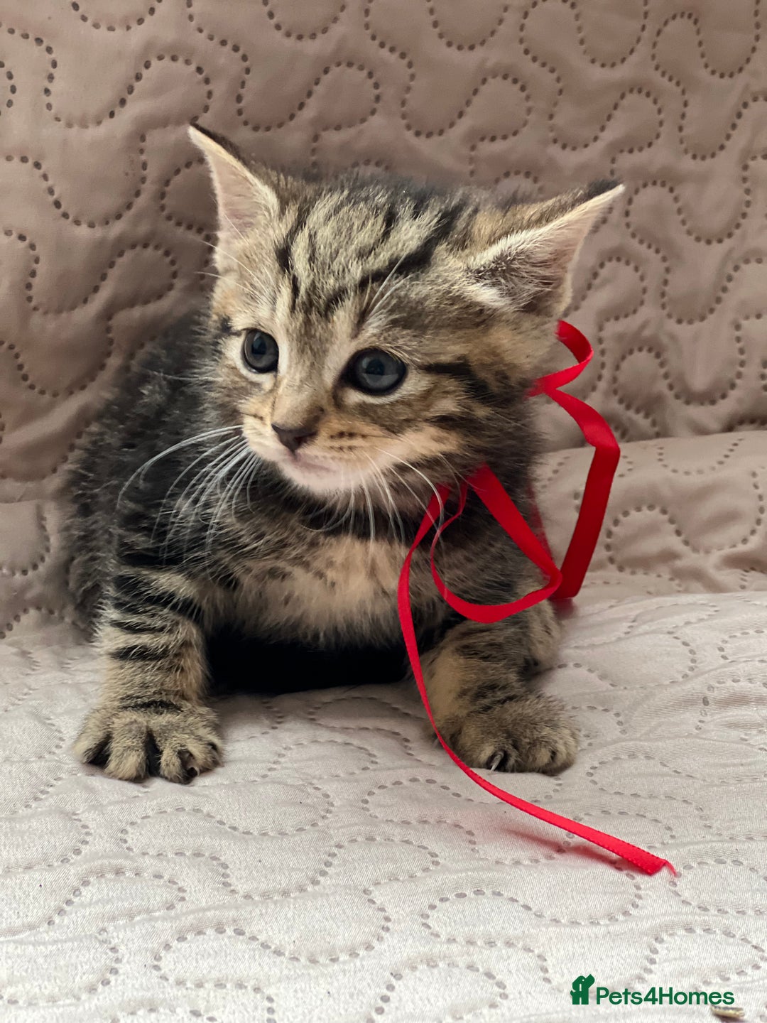 Domestic Shorthair cats for sale: Adorable Kittens Looking for a Loving Home 🐾 - Image 6