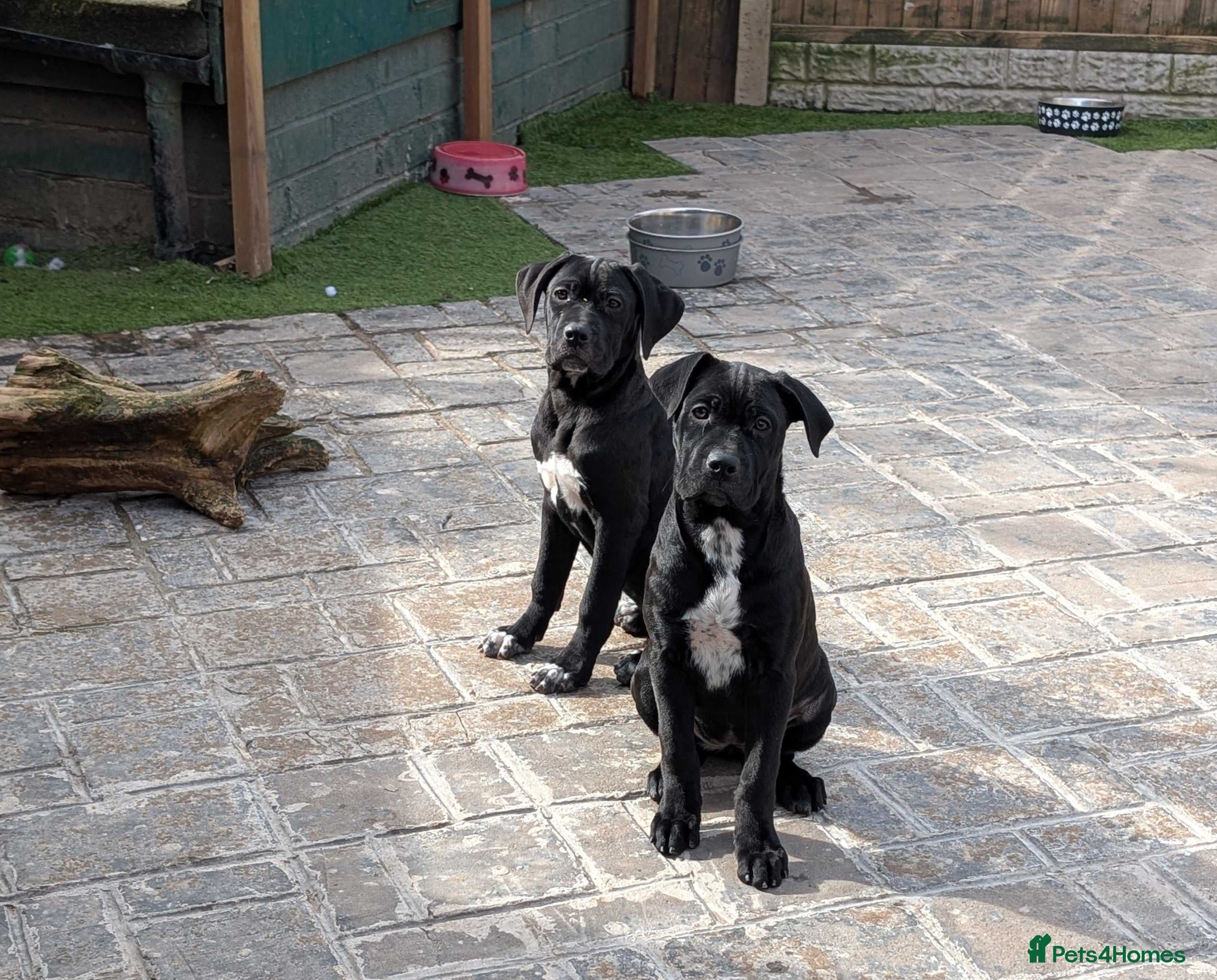 Cane Corso dogs Female cane corso puppies  - Advert 6