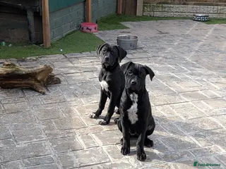 Cane Corso dogs Female cane corso puppies - Advert 6