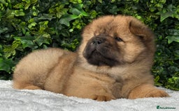 Chow Chow dogs for sale: 🧸🧸Beautiful litter of chow chow puppies🧸🧸 - Image 5