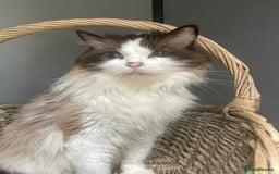 Ragdoll cats for sale: 2 beautiful retired queens  - Image 1