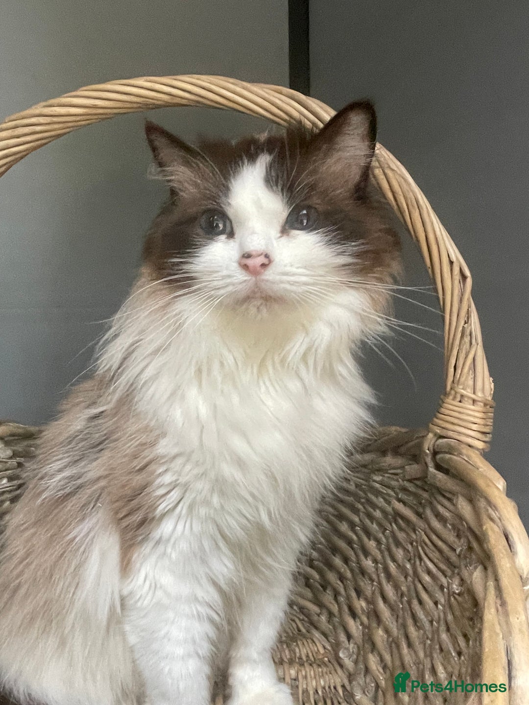 Ragdoll cats for sale: 2 beautiful retired queens  - Image 1