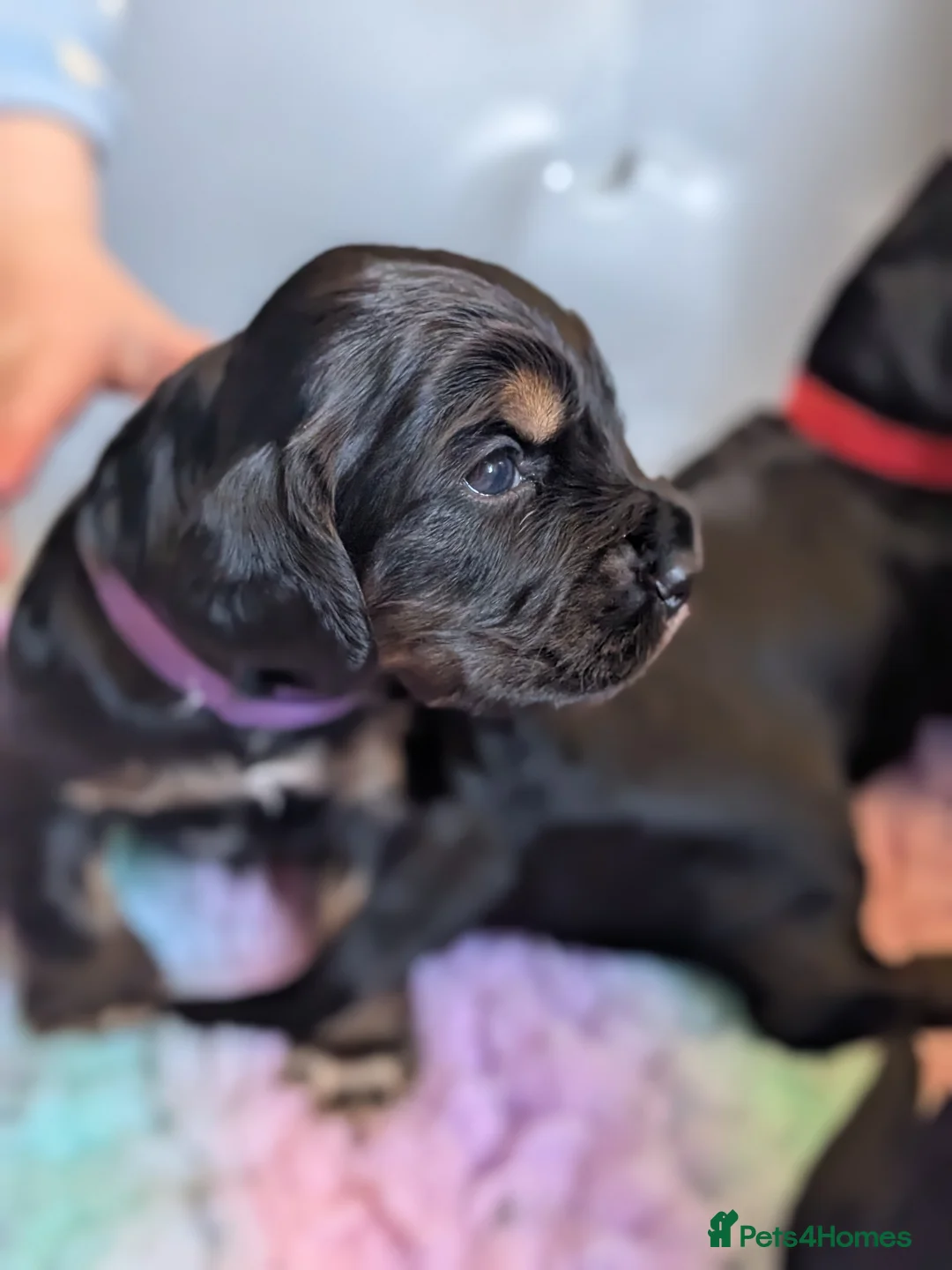 Cocker Spaniel dogs for sale: Beautiful Cocker spaniels - Advert 38