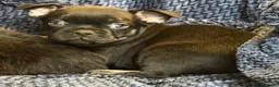 French Bulldog dogs for sale: Fluffy French Floodles  in Manchester - Advert 2