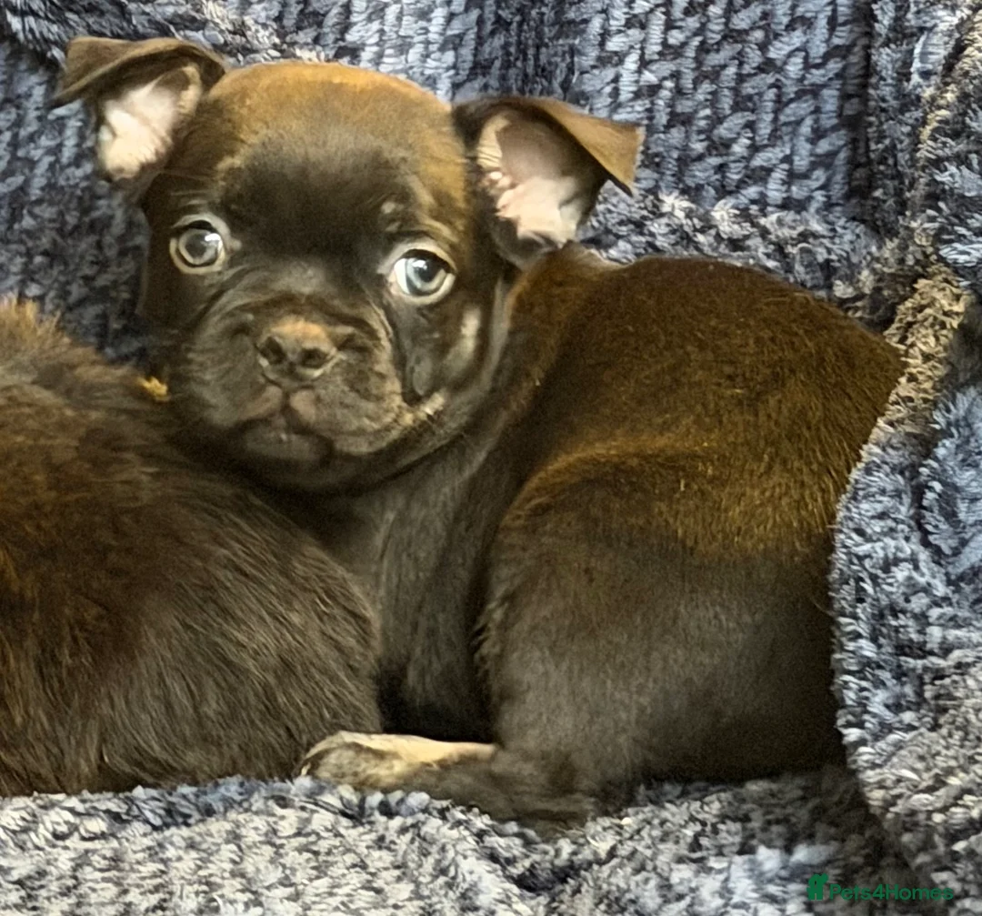 French Bulldog dogs for sale: Fluffy French Floodles  in Manchester - Advert 2