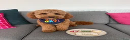 Cavapoo dogs for stud: ALBIE – F1B CAVAPOO STUD AVAILABLE  in Warrington - Advert 6
