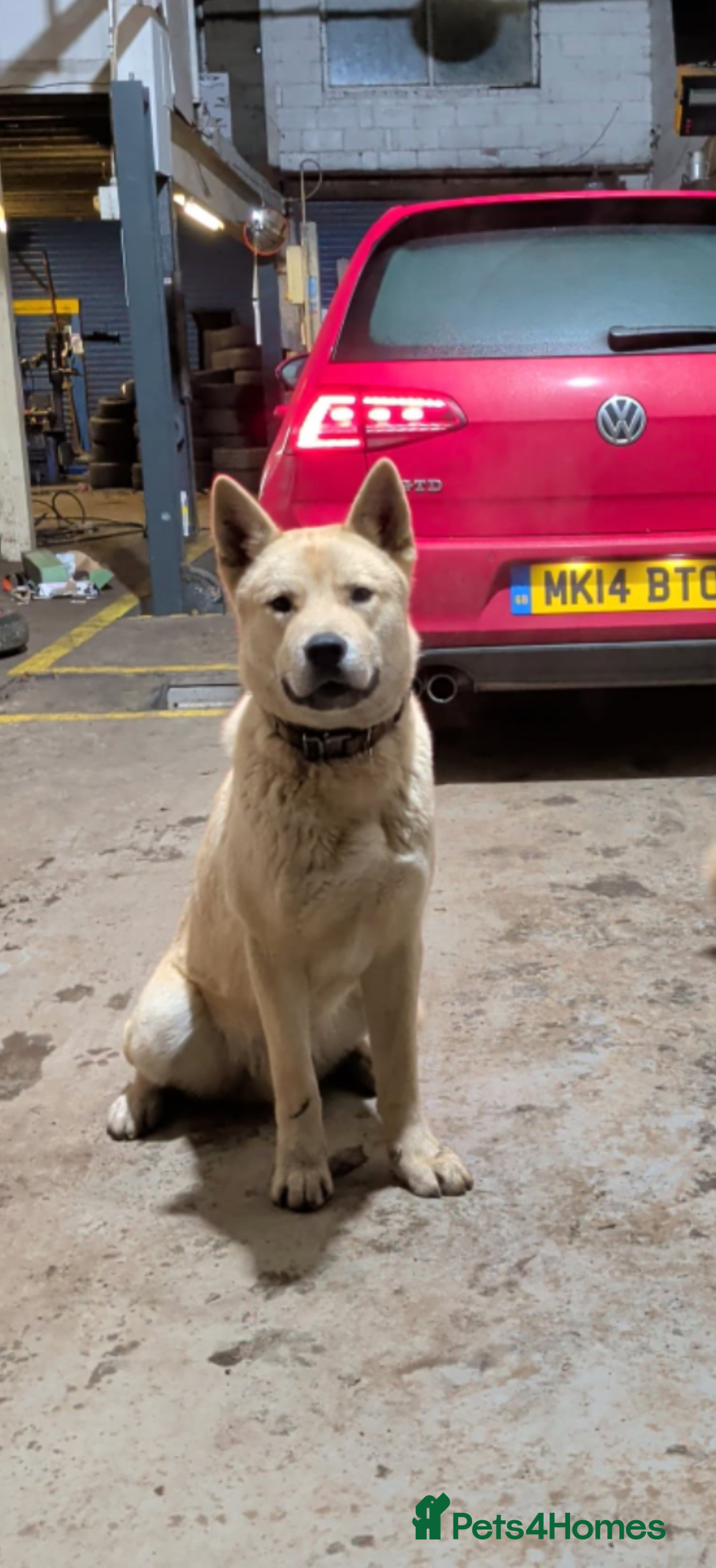 Mixed Breed dogs Akita mix - Advert 1