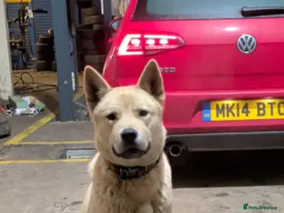 Mixed Breed dogs Akita mix - Advert 1
