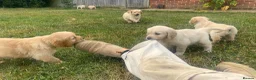 Golden Retriever dogs for sale: Gorgeous KC Registered Puppies in Sudbury - Advert 7
