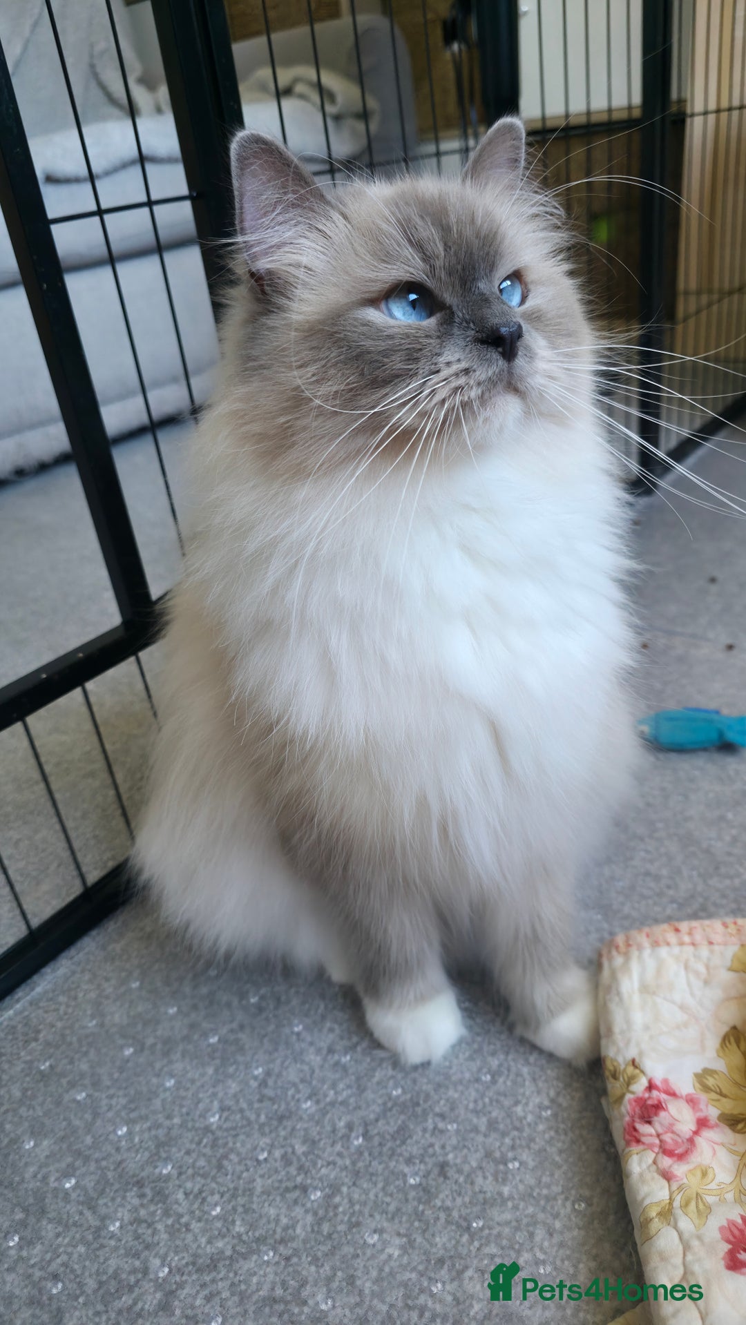 Ragdoll cats for sale: 💎 2 Exceptional Pedigree Ragdolls-young adults💎 - Image 4