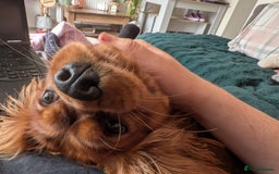 Cavalier King Charles Spaniel dogs for sale: Beautiful Cavalier Boy Reluctant Rehome - Image 12