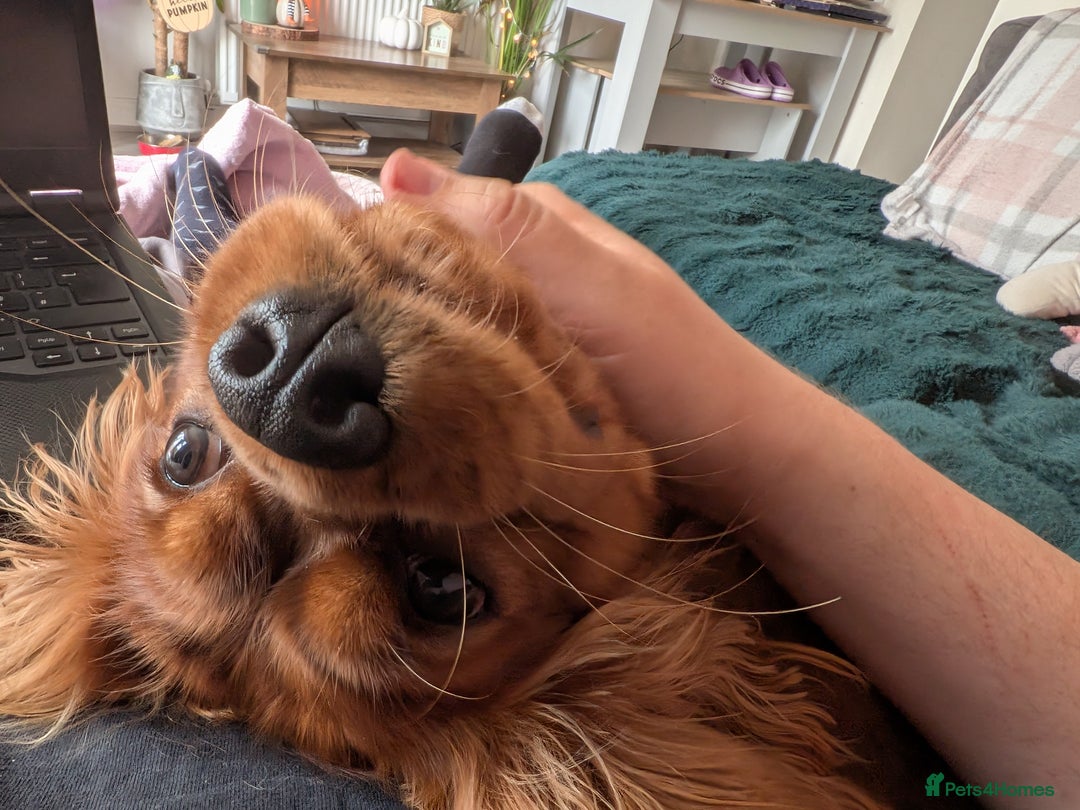 Cavalier King Charles Spaniel dogs for sale: Beautiful Cavalier Boy Reluctant Rehome - Image 12