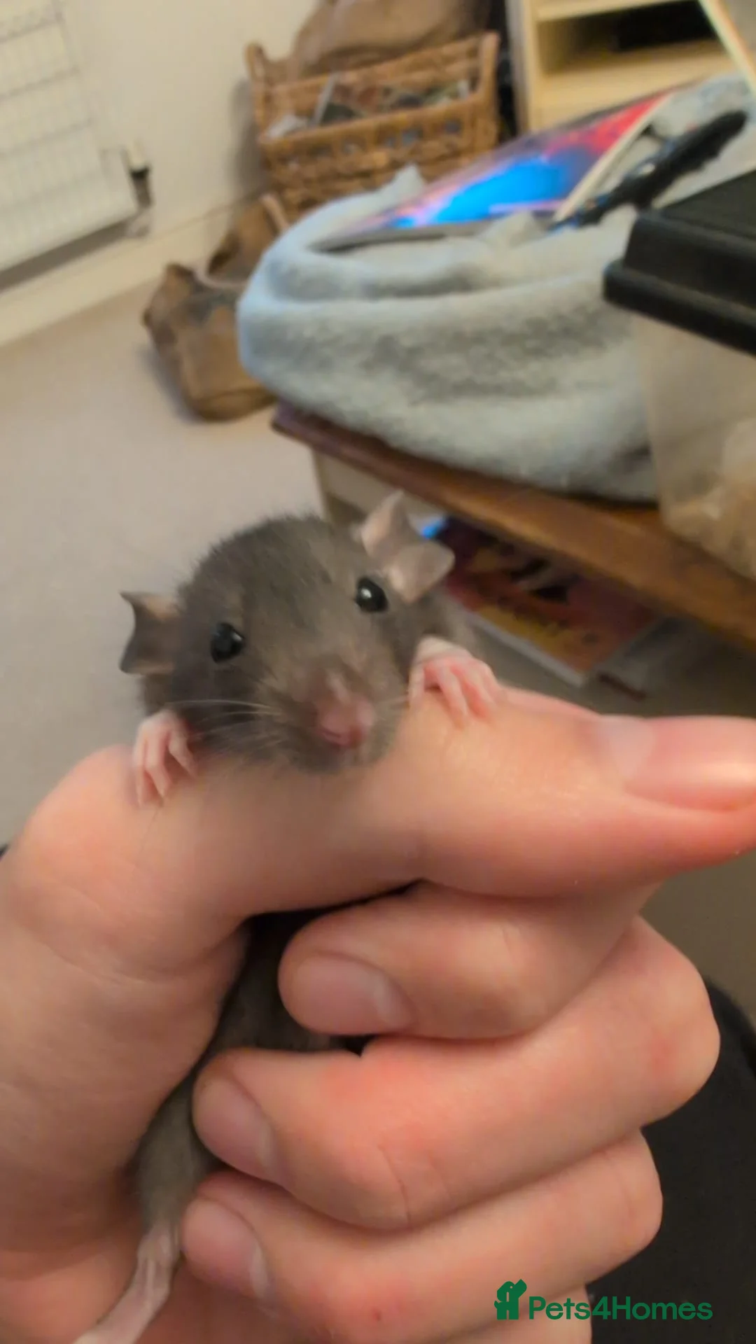 Rat rodents for sale: 12 super tame baby rats with various colours - Advert 1