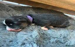 Australian Shepherd dogs for sale: Exceptional Australian Shepherd Puppies - Image 9