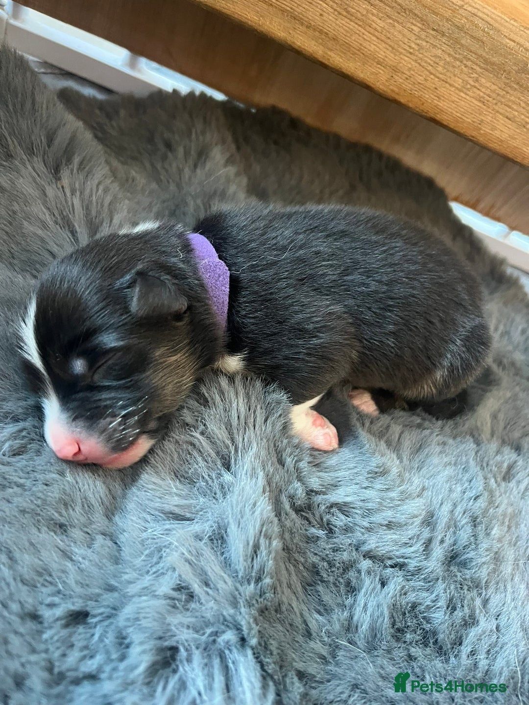 Australian Shepherd dogs for sale: Exceptional Australian Shepherd Puppies - Image 9