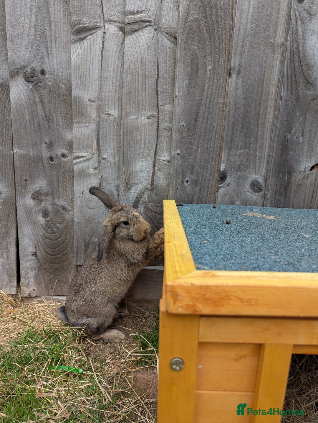 Mixed Breed rabbits for sale: Baby bunnies  - Image 1