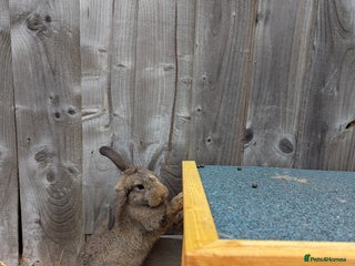 Mixed Breed rabbits - Advert 9