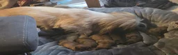 Mixed Breed dogs for sale: Mini schweenies ready to go - Advert 9