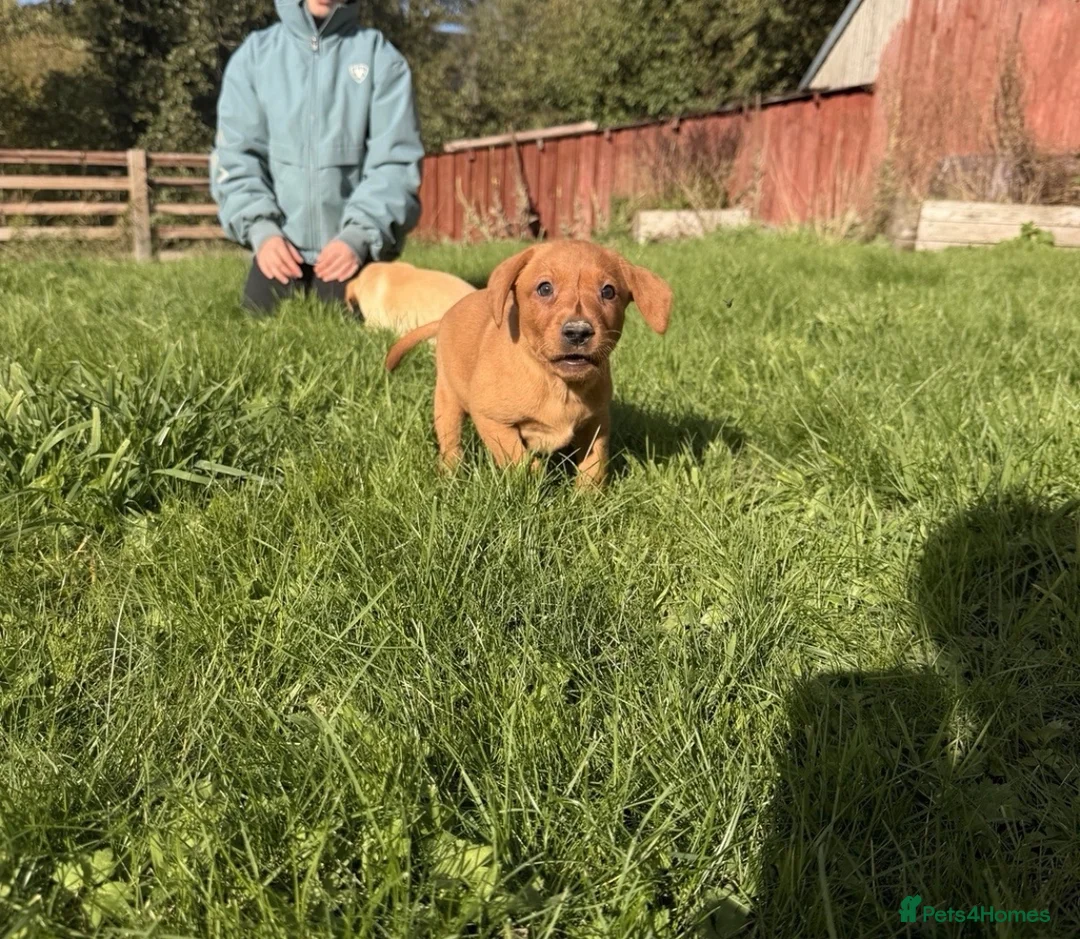 Labrador Retriever dogs for sale: Stunning litter of lab puppies for new homes🏡💙🩷 in Meifod - Advert 1