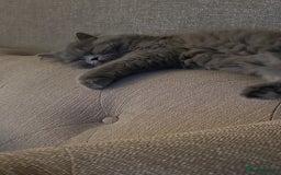 British Longhair cats for sale: 4 year old long haird British blue - Image 2