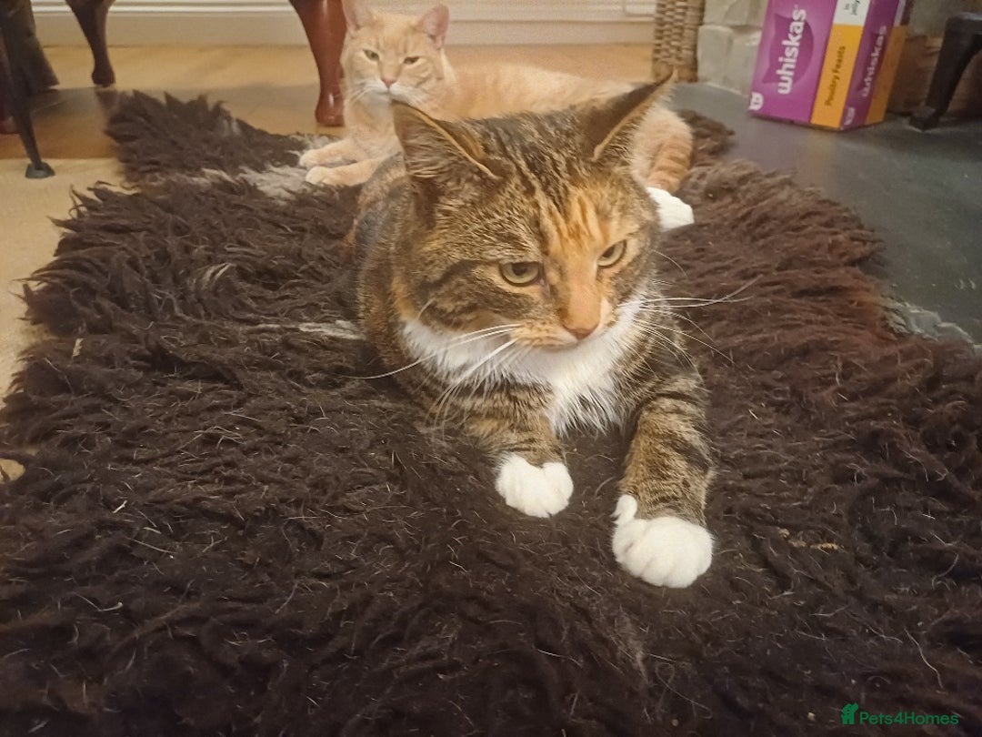 Mixed Breed cats for sale: Lovely and friendly sister cats - Advert 13