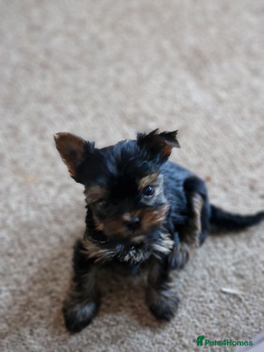 Yorkshire Terrier dogs for sale: Hi Mini Yorkshire Terrier for sale - Image 12