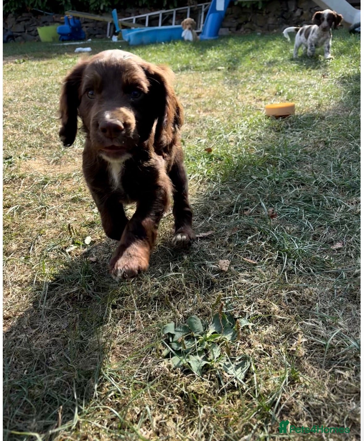 Cocker Spaniel dogs Ready to Leave, KC Working Cocker spaniels - Advert 12