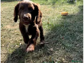 Cocker Spaniel dogs READY TO LEAVE! Working Cocker spaniels - Advert 2