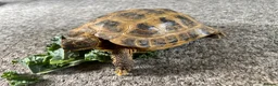 Tortoise reptiles for sale: Horsfield tortoises  - Advert 5