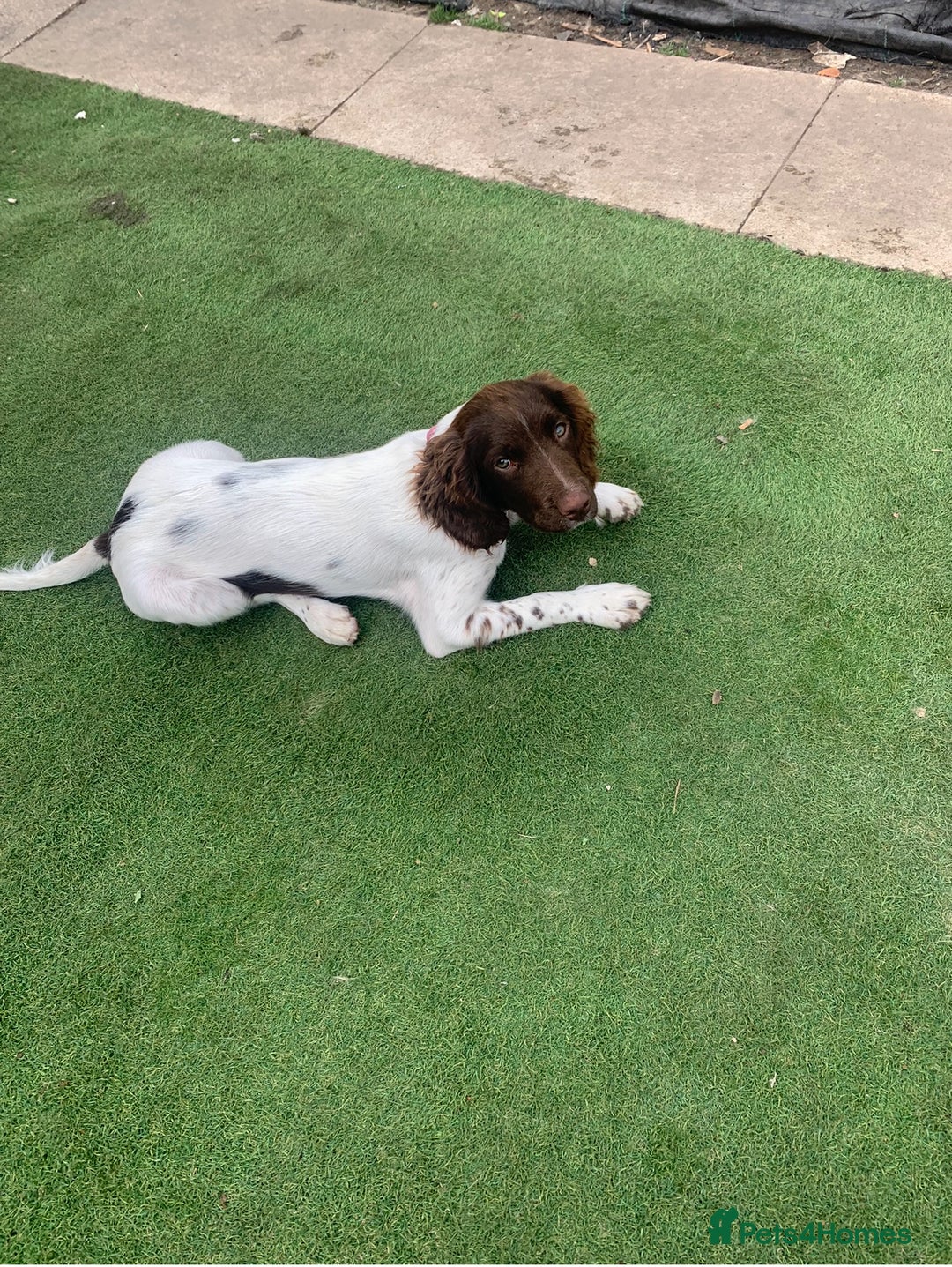 Cocker Spaniel dogs for sale: girl cocker spaniel 7 months. - Image 1