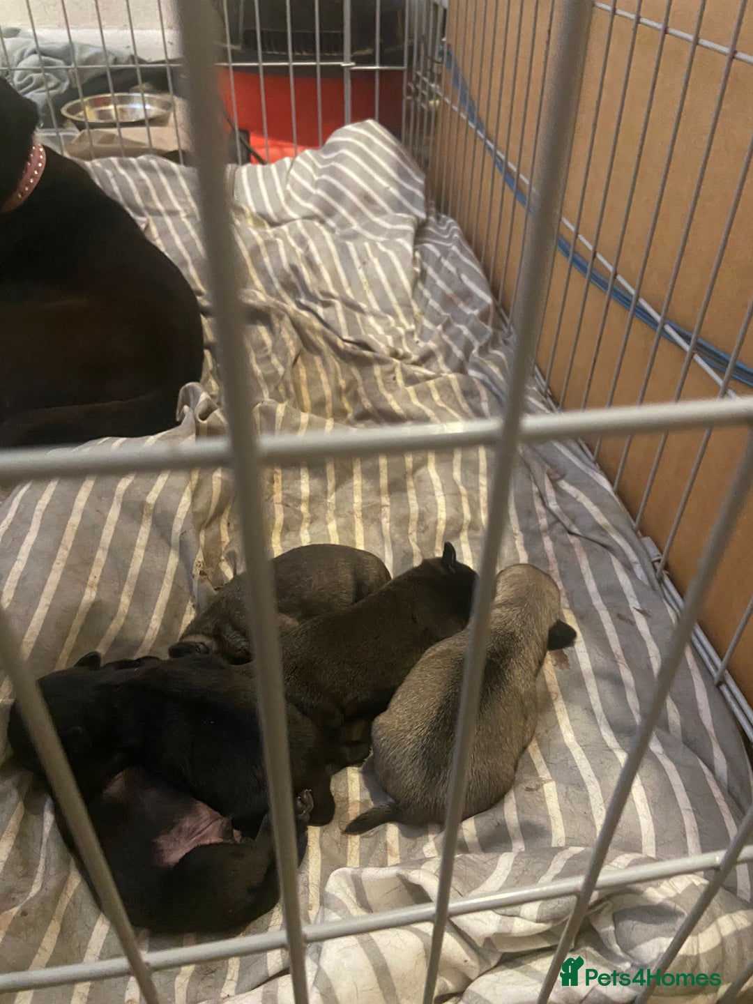 Pug dogs for sale: Beautiful pug puppies from loving family home  - Image 1